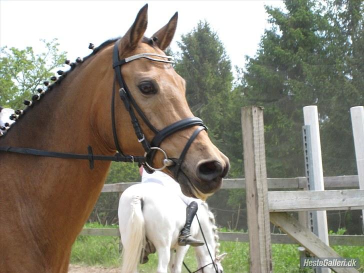 Anden særlig race Irish Excellent R.I.P :'( - Stævne slr(; billede 4