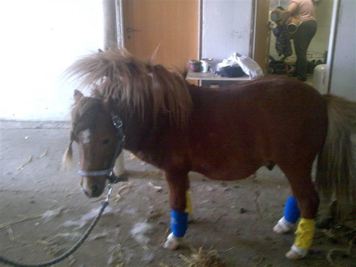 Shetlænder Ponyfar 3<3<3 - Nuurh billede 9