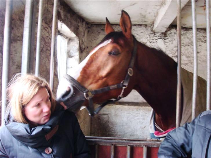 Dansk Varmblod Lillevangs Rico - Min mor er lidt bange for heste, så hun troede han ville spise hende XD Haha billede 6