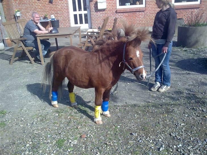 Shetlænder Ponyfar 3<3<3 - Søde <3<3 billede 10