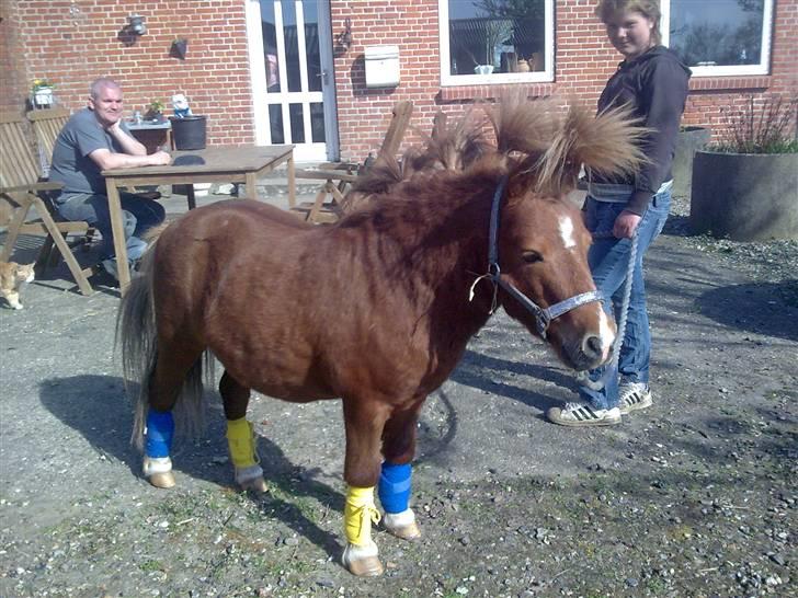 Shetlænder Ponyfar 3<3<3 - :D billede 11
