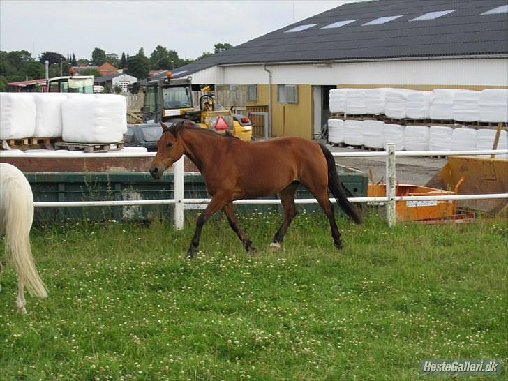 Anden særlig race Beauty SOLGT - lidt trav på folden Foto: Mig billede 17