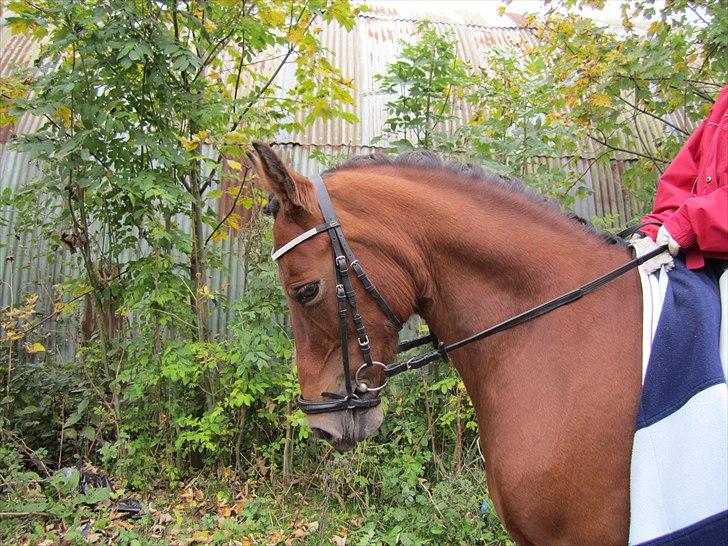 Anden særlig race Beauty SOLGT - Dejlige Bamse Beauty :D Foto: Heidi Skovgaard billede 19