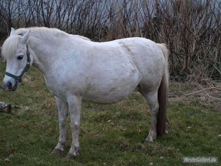 Anden særlig race Polly 'R.I.P.' <3 - i marts. Skal fole i maj :D billede 11