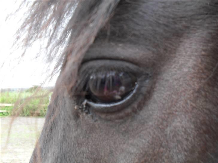 Anden særlig race soffie( mit æsel) - fordi det øje er så kønt billede 2