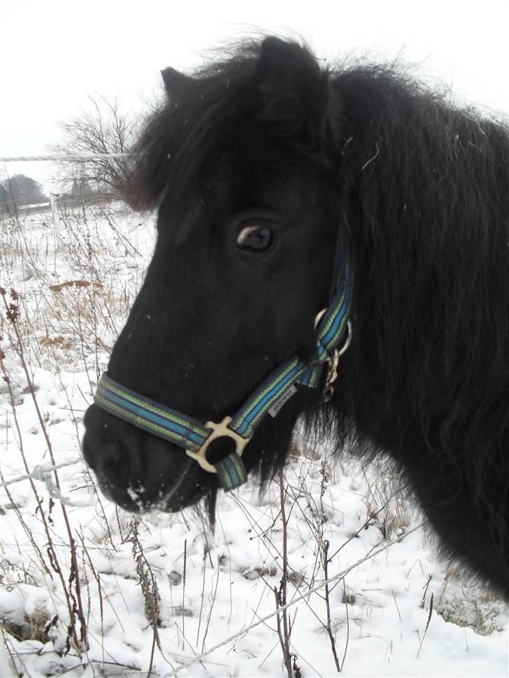 Anden særlig race soffie( mit æsel) -  fordi du er dejlig i sneen billede 20