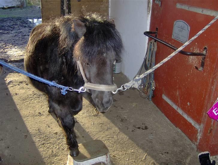 Anden særlig race soffie( mit æsel) - fordi  du kan triks billede 5