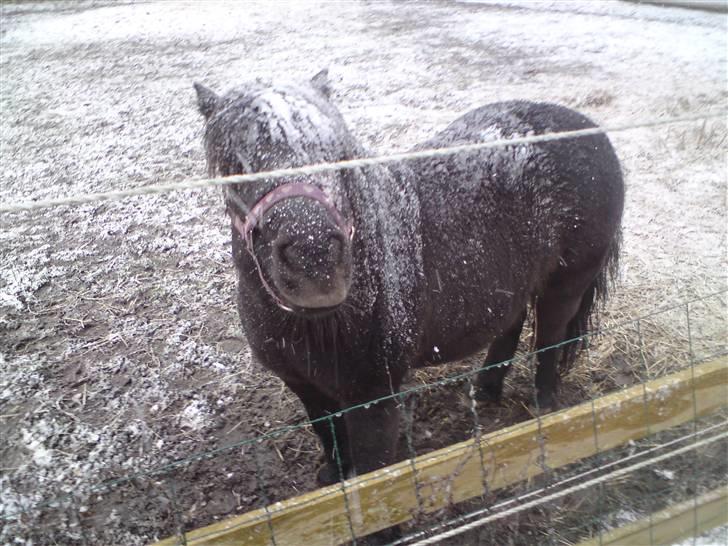 Anden særlig race soffie( mit æsel) - fordi du er smuk i sne billede 8