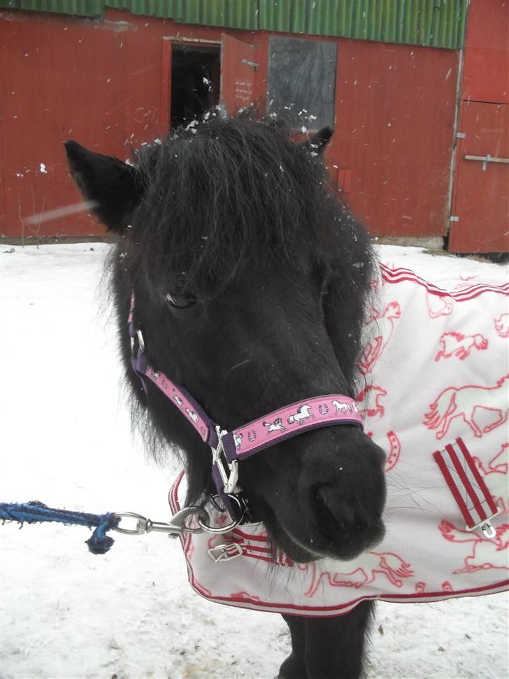 Anden særlig race soffie( mit æsel) - NYT fordi du er smuk  med de nye ting på billede 9