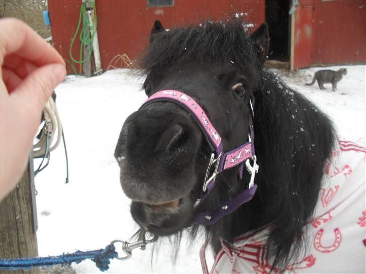 Anden særlig race soffie( mit æsel) - fordi du er kær billede 10