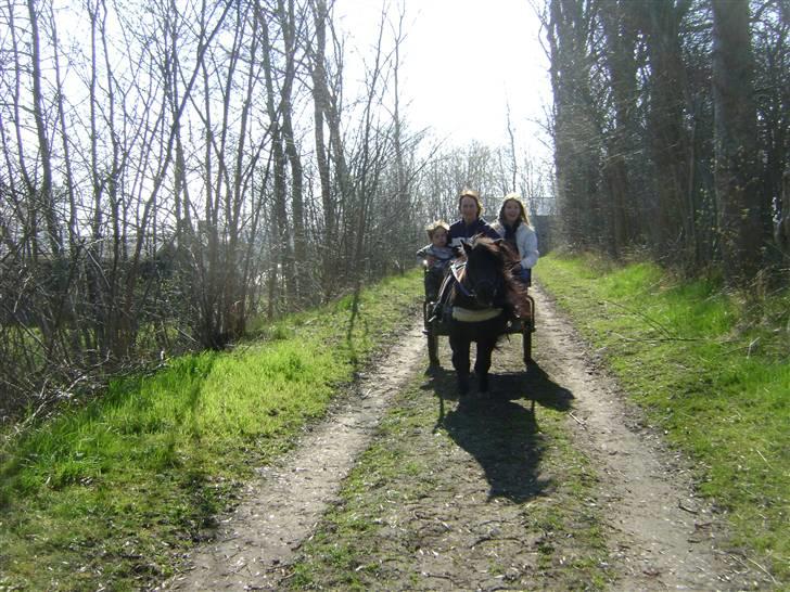 Anden særlig race soffie( mit æsel) - fordi du kan køre vogn billede 12