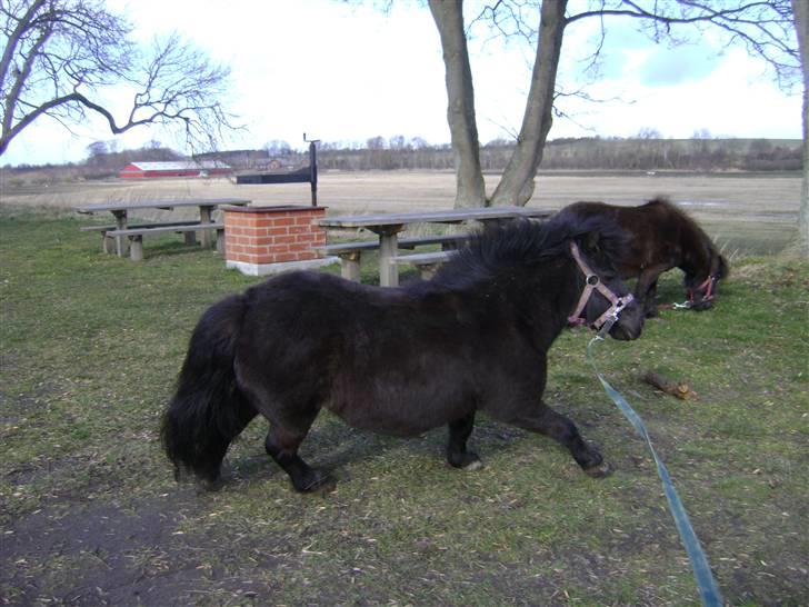 Anden særlig race soffie( mit æsel) - fordi du galopper smukt billede 13