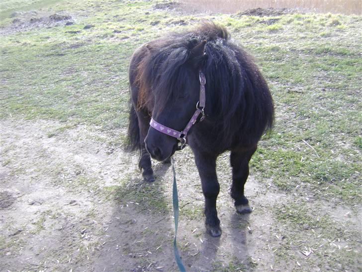 Anden særlig race soffie( mit æsel) - fordi du kan stå fint billede 14