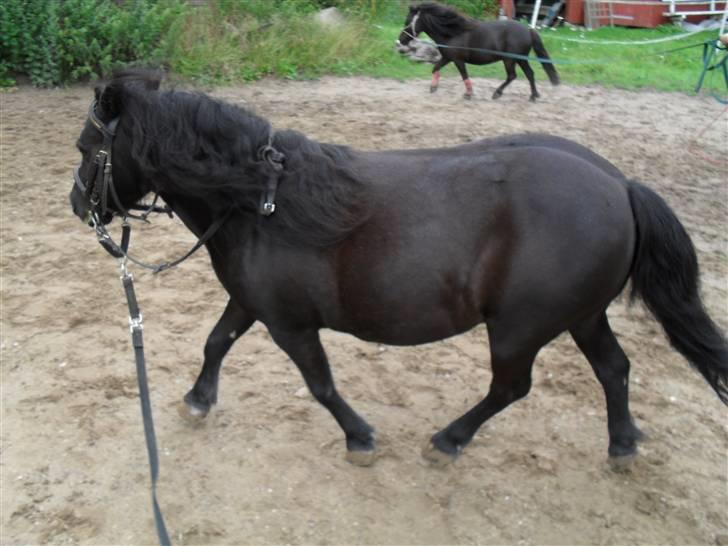 Anden særlig race soffie( mit æsel) - fordi du kan longsers billede 15