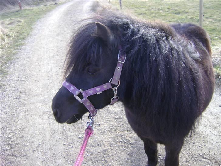 Anden særlig race soffie( mit æsel) - mn dejlige skat   <3       taget af mig billede 16