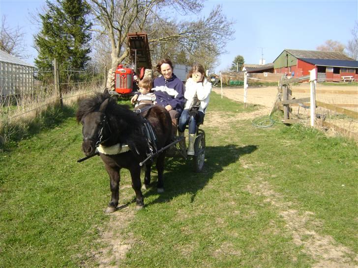 Anden særlig race soffie( mit æsel) - fordi katrin elsker dig billede 18