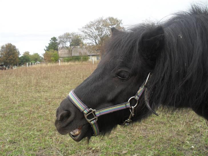 Anden særlig race soffie( mit æsel) - fordi du ser sjov ud nogle gange billede 19