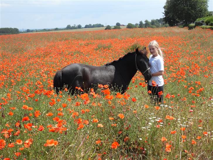 Anden særlig race Rollo <3 billede 1