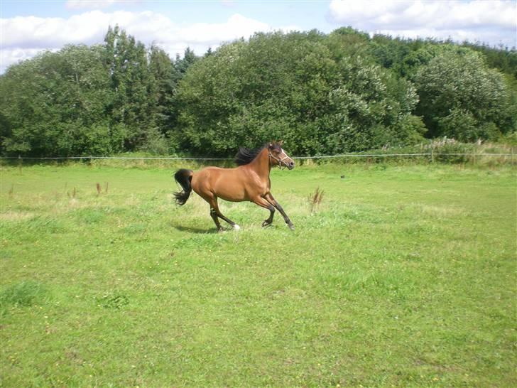 Anden særlig race Lady Dihantho *solgt* billede 8