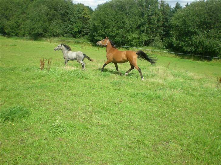 Anden særlig race Lady Dihantho *solgt* billede 9