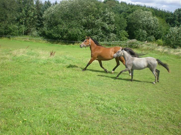 Anden særlig race Lady Dihantho *solgt* billede 10