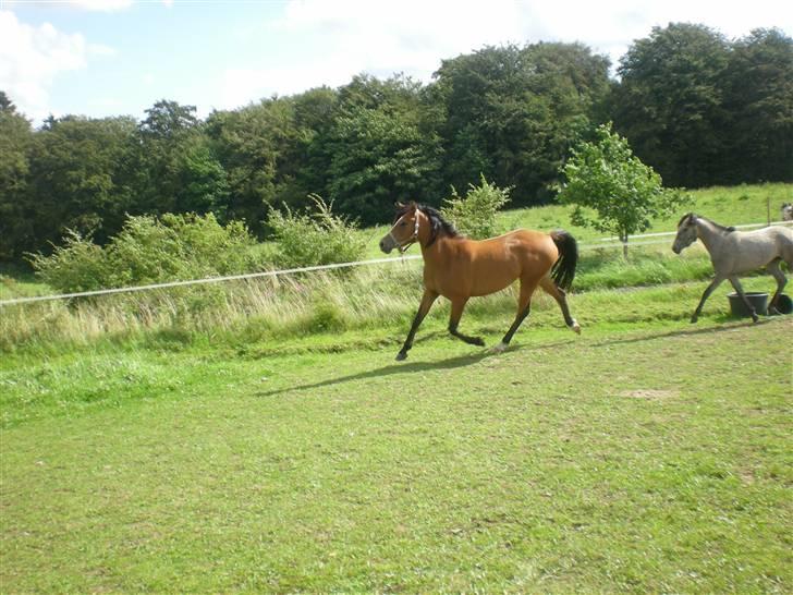 Anden særlig race Lady Dihantho *solgt* billede 11
