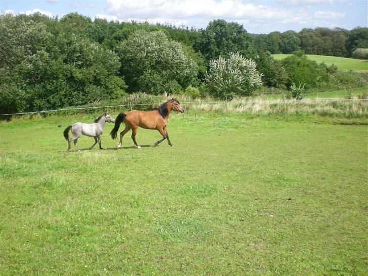 Anden særlig race Lady Dihantho *solgt* billede 12