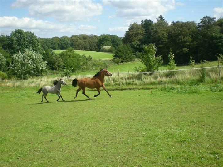 Anden særlig race Lady Dihantho *solgt* billede 13