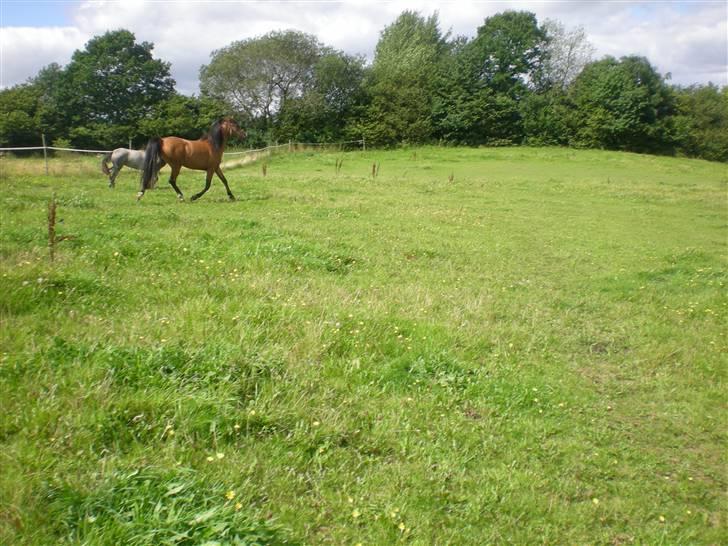 Anden særlig race Lady Dihantho *solgt* billede 14