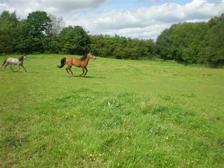 Anden særlig race Lady Dihantho *solgt* billede 15