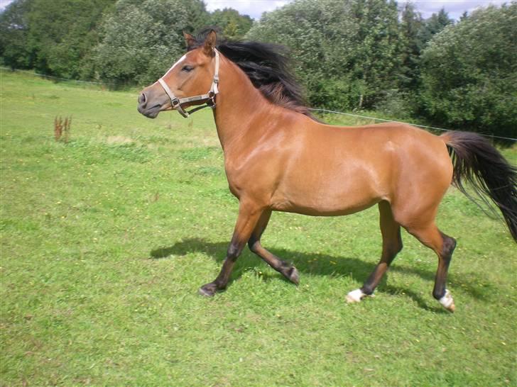 Anden særlig race Lady Dihantho *solgt* billede 16