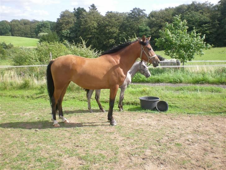 Anden særlig race Lady Dihantho *solgt* billede 17