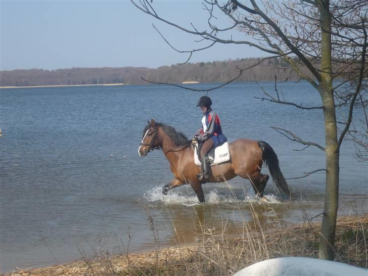 Anden særlig race Max - gammel privat part billede 3