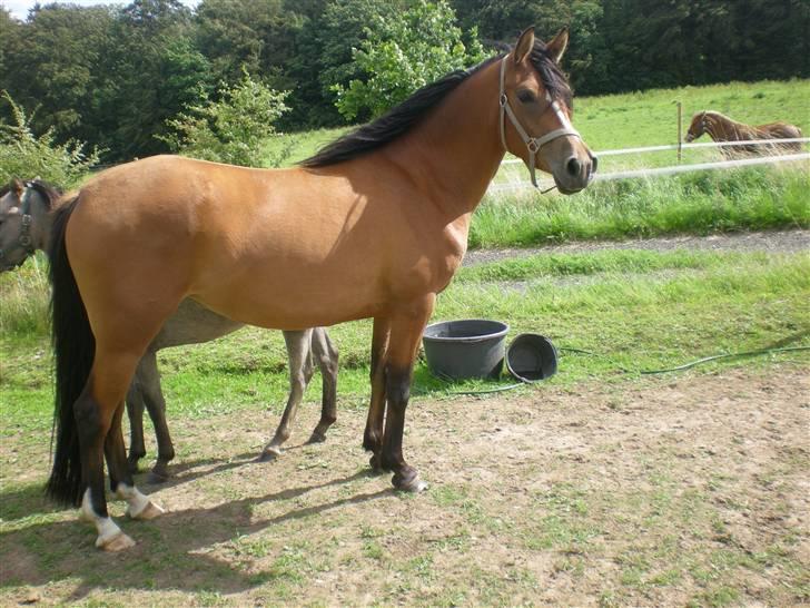 Anden særlig race Lady Dihantho *solgt* billede 18