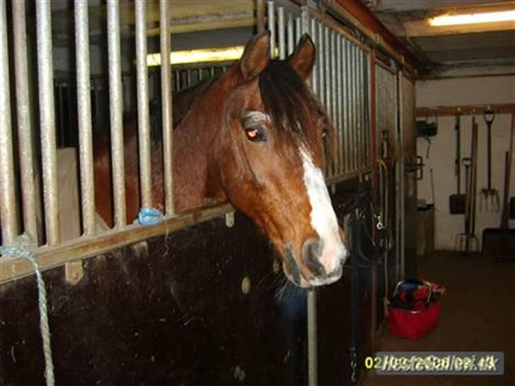 Anden særlig race Max - gammel privat part - Max kigger ud af sin boks :D billede 4