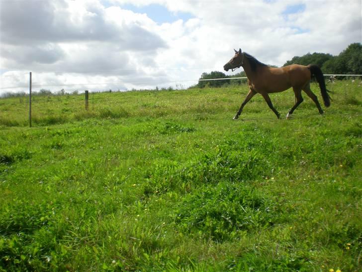 Anden særlig race Lady Dihantho *solgt* billede 19