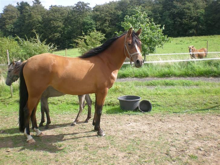 Anden særlig race Lady Dihantho *solgt* billede 20