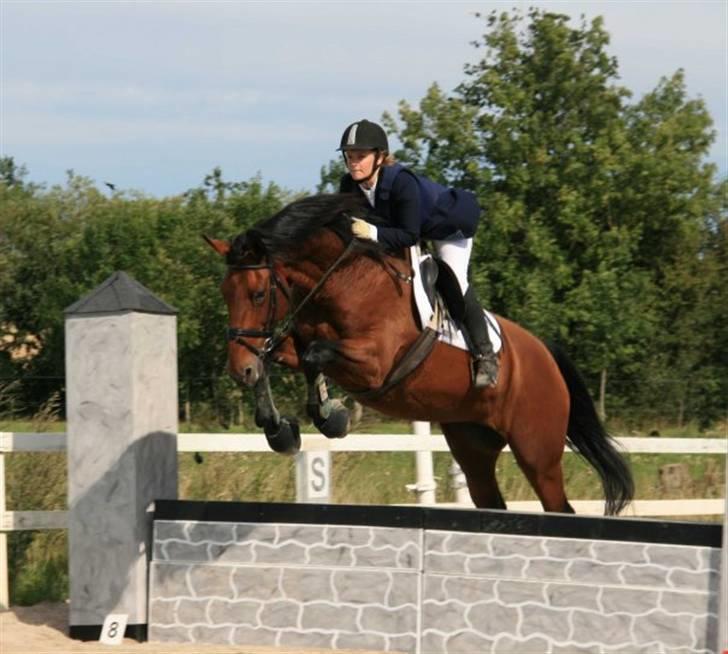 Hollandsk Varmblod Orien (Olivia) - Velkommen til olly`s profil:) Foto: Louise friis billede 1