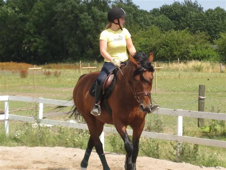 Hollandsk Varmblod Orien (Olivia) - sommer 08 billede 4