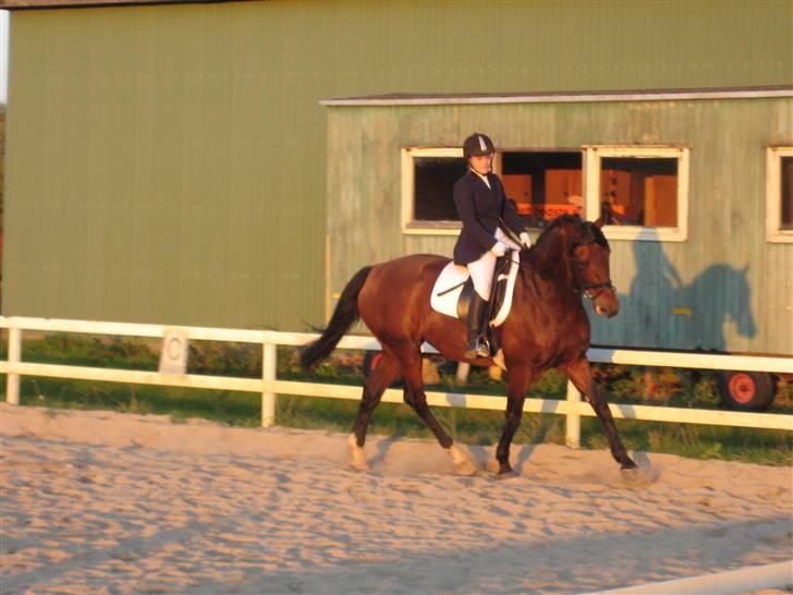 Hollandsk Varmblod Orien (Olivia) - LC1 sommer 08 billede 5