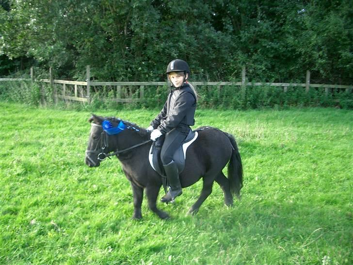 Shetlænder Prins billede 8