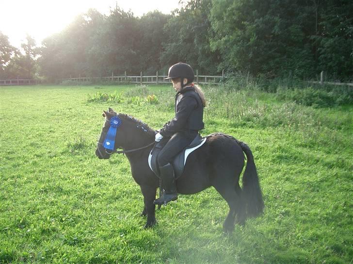 Shetlænder Prins billede 9