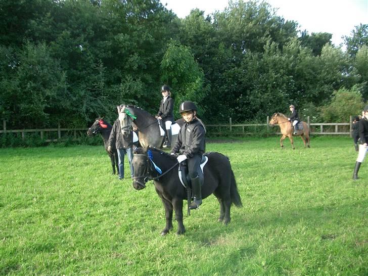 Shetlænder Prins billede 10