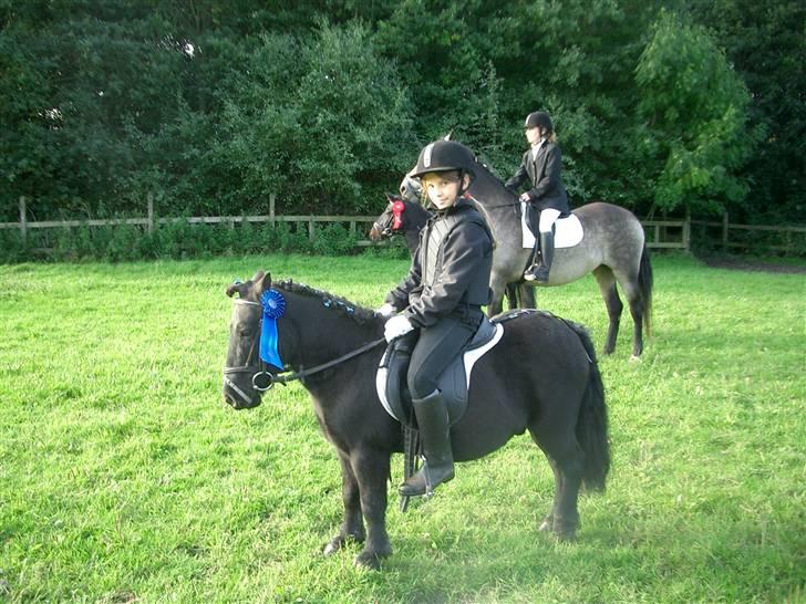 Shetlænder Prins billede 11