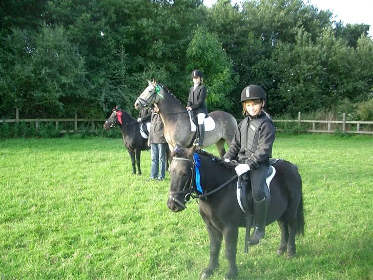 Shetlænder Prins billede 12