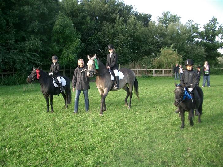 Shetlænder Prins billede 13