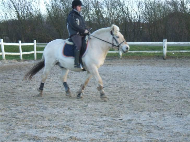 Fjordhest Sunshine Laban - Dressurarbejde. (Foto: Marie Aagaard) billede 18