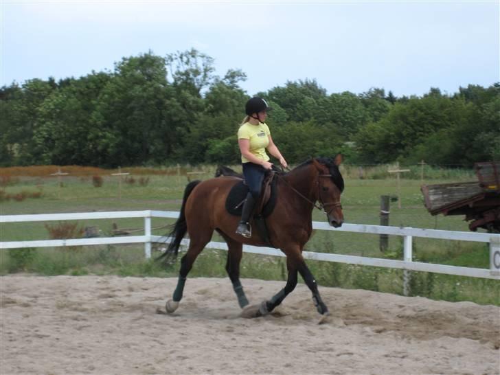 Hollandsk Varmblod Orien (Olivia) - sommer 08 billede 10