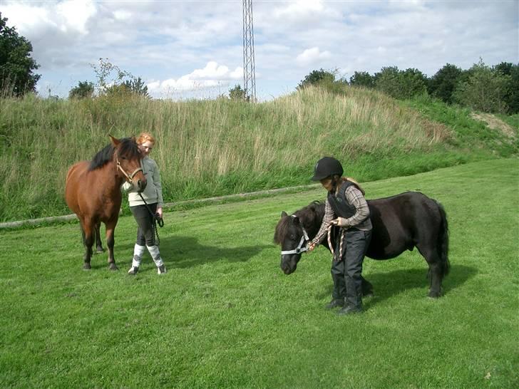 Shetlænder Prins billede 14
