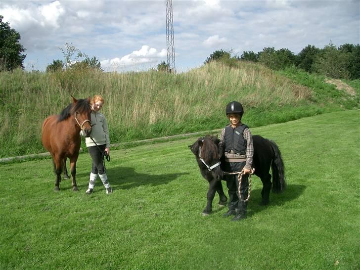 Shetlænder Prins billede 15